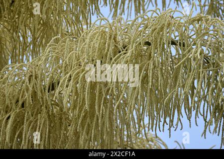 Blühende Talipot-Palme (Corypha umbraculifera) im Royal Botanic Garden in Trinidad. Es produziert Blumen und Früchte einmal in seiner 30-80-jährigen Lebensdauer. Stockfoto