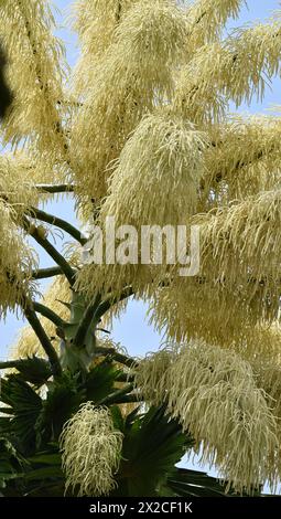 Blühende Talipot-Palme (Corypha umbraculifera) im Royal Botanic Garden in Trinidad. Es produziert Blumen und Früchte einmal in seiner 30-80-jährigen Lebensdauer. Stockfoto