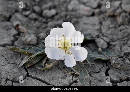 Einzelne weiße Blume mit gelbem Zentrum, die in trockenem, rissigem Schmutz auf einem Bergweg wächst Stockfoto