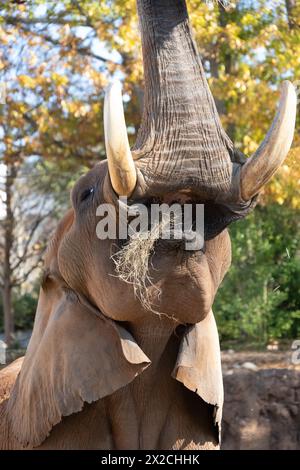 Afrikanischer Elefant (Loxodonta africana) hebt seinen Stamm beim Essen im Zoo Atlanta in Atlanta, Georgia. (USA) Stockfoto
