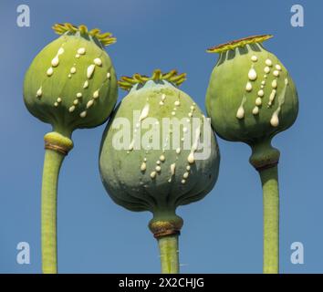 Detaildarstellung von Opiummohnköpfen, in latin papaver somniferum, unreifer Mohnkopf mit Tropfen Opiummilchlatex, drei Mohnkapseln isoliert auf blauer sk Stockfoto