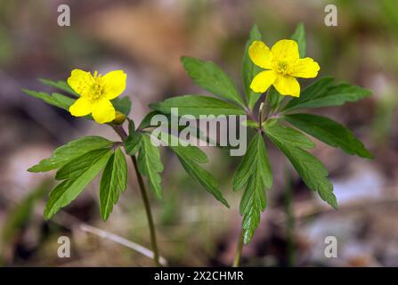 Gelbe Anemone, gelbe Holzanemone oder Buttercup Anemone, lateinisch Anemonoides ranunculoides oder Anemone ranunculoides Stockfoto