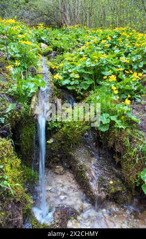 Caltha palustris, auch bekannt als Sumpfmarigold oder Königskebel mit kleinem Wasserfall im Frühling Stockfoto