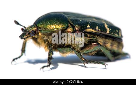 Grüner Rosen-Chafer, lateinisch Cetonia aurata, isoliert auf weißem Hintergrund Stockfoto