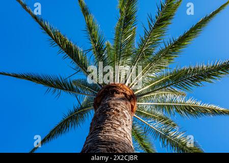 Palm phoenix canariensis Baum wächst auf Fuerteventura Insel, Kanarischen Inseln, Reiseziel in Spanien, blauer Himmel Stockfoto