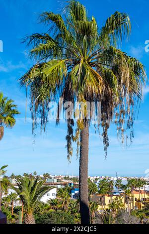 Palmenallee im Luxusresort in Costa Calma, Insel Fuerteventura, Kanarischen Inseln, Reiseziel in Spanien Stockfoto