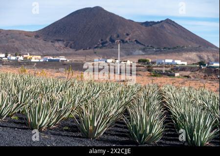 Aloe Vera Felder Plantage in Lanzarote, Kanarische Inseln, Spanien  Stockfotografie - Alamy