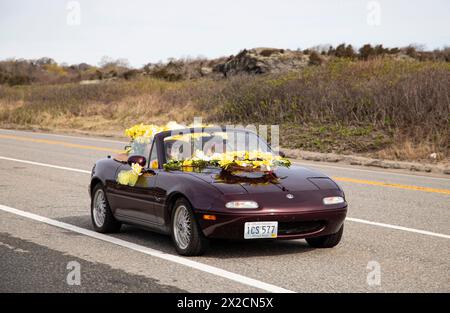 Newport, RI. Audrain's Daffodil Parade mit dekorierten Motorsportwagen am Second Beach. April 2024. @ Veronica Bruno / Alamy Live News Stockfoto