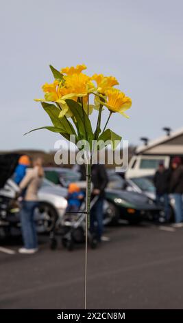 Newport, RI. Audrain's Daffodil Parade mit dekorierten Motorsportwagen am Second Beach. April 2024. @ Veronica Bruno / Alamy Live News Stockfoto