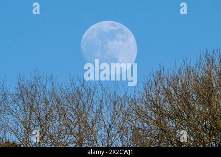 Shipton Gorge, Dorset, Großbritannien. April 2024. Wetter in Großbritannien. Der fast volle rosa Mond, der am Ende eines warmen, sonnigen Tages hinter Bäumen in der Shipton Gorge in Dorset aufsteigt. Diesen Monat April wird der rosa Mond am Dienstag, den 23. April, in voller Vollendung sein Bildnachweis: Graham Hunt/Alamy Live News Stockfoto