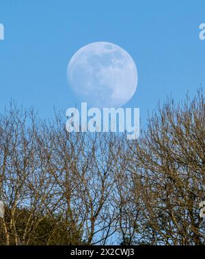 Shipton Gorge, Dorset, Großbritannien. April 2024. Wetter in Großbritannien. Der fast volle rosa Mond, der am Ende eines warmen, sonnigen Tages hinter Bäumen in der Shipton Gorge in Dorset aufsteigt. Diesen Monat April wird der rosa Mond am Dienstag, den 23. April, in voller Vollendung sein Bildnachweis: Graham Hunt/Alamy Live News Stockfoto