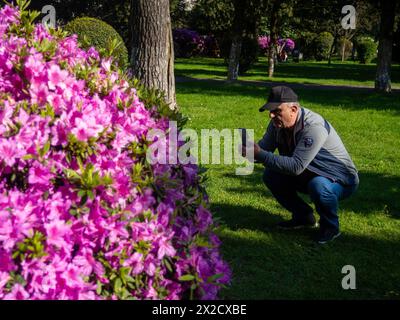 Batumi, Georgien. 04.15.2024 viele Azaleen Blüten auf einem Busch. Der Frühling in den Subtropen. Frühe Blüte. Hintergrund der Blumen. Rosafarbene Blüten. Man Taki Stockfoto