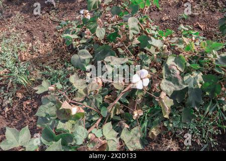 Baumwoll aus roher Bio-Baumwolle, die auf Baumwollfeldern wächst. Baumwollanbau bereit für die Ernte Stockfoto