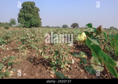 Baumwoll aus roher Bio-Baumwolle, die auf Baumwollfeldern wächst. Baumwollanbau bereit zur Ernte. Baumwollplantage Stockfoto