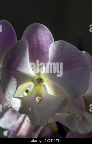 Pinkfarbene phalaenopsis-Orchideen auf schwarzem Hintergrund. Nahaufnahme, selektiver Fokus. Stockfoto