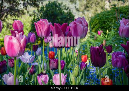 Horizontal close-up photo of purple and pink tulips in a garden bed. Stockfoto