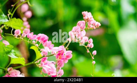 Corculum Stuntz (Antigonon leptopus, Korallenrebe, Königskranz, mexikanischer Kriecher, Korallenrebe) Blüte Stockfoto