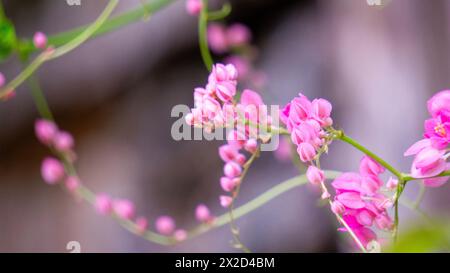 Corculum Stuntz (Antigonon leptopus, Korallenrebe, Königskranz, mexikanischer Kriecher, Korallenrebe) Blüte Stockfoto