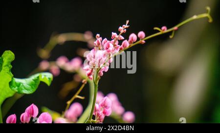 Corculum Stuntz (Antigonon leptopus, Korallenrebe, Königskranz, mexikanischer Kriecher, Korallenrebe) Blüte Stockfoto