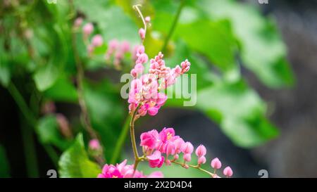 Corculum Stuntz (Antigonon leptopus, Korallenrebe, Königskranz, mexikanischer Kriecher, Korallenrebe) Blüte Stockfoto