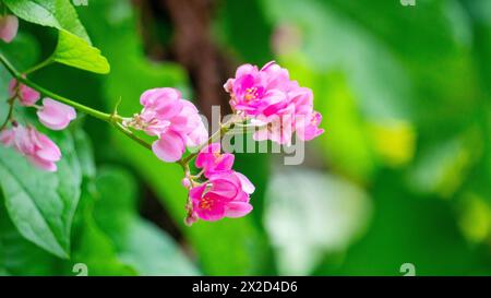 Corculum Stuntz (Antigonon leptopus, Korallenrebe, Königskranz, mexikanischer Kriecher, Korallenrebe) Blüte Stockfoto