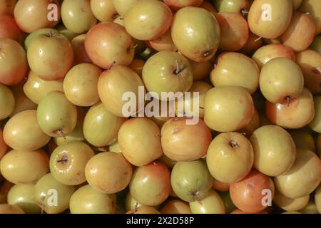 Frische indische Jujube-Früchte gestapelt. BER oder Bora Frucht aus Indien Stockfoto