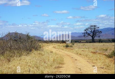 Baobab-Baum in der Nähe eines Weges durch die Savanne im Nordosten Tansanias Stockfoto