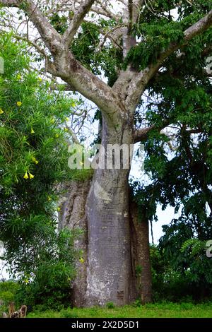 Stamm eines großen Baobab-Baumes, umgeben von Laub in der Nähe der Küste im Norden Tansanias Stockfoto