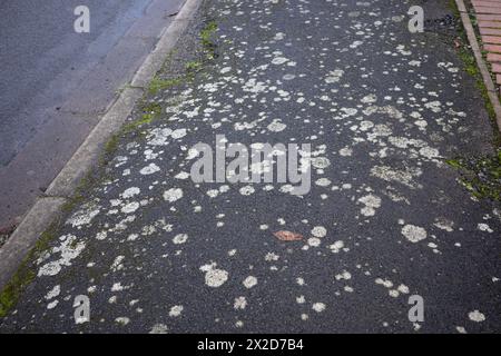 Flechten, die auf einem Bürgersteig in einem Wohngebiet wachsen, einschließlich Lecanora muralis Stockfoto