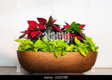 Moderne Komposition des eigenen Gartens. Stilvolle Botanik-Innenausstattung. . Home-Garden-Konzept. Gemütliches Wohndekor. Minimalistisches Konzept. Eine Zimmerpflanze für zu Hause Stockfoto