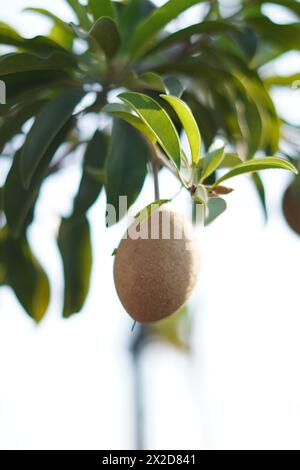 Eine Sapodilla-Frucht, die noch an einem Baum hängt, mit Blättern als Hintergrund Stockfoto