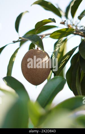 Eine Sapodilla-Frucht, die noch an einem Baum hängt, mit Blättern als Hintergrund Stockfoto