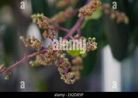 Der kleine Stamm einer rosafarbenen Pflanze mit kleinen Blüten und einem unscharfen Hintergrund von Blättern Stockfoto