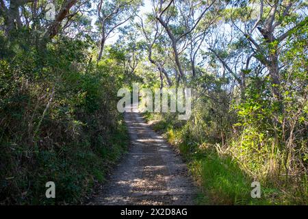 Wanderweg auf der Landzunge Barrenjoey führt zum Leuchtturm Barrenjoey, Sydney, NSW, Australien Stockfoto