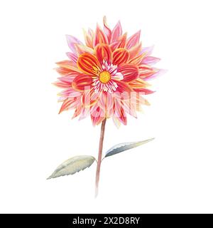 Dahlienblume Aquarellillustration. Handgezeichnetes, realistisches botanisches Bild für Postkarten und Einladungen. Stockfoto