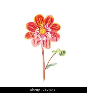 Dahlienblume Aquarellillustration. Handgezeichnetes, realistisches botanisches Bild für Postkarten und Einladungen. Stockfoto