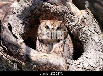 Eastern Screech-Owl sitzt in einer Baumgouge, Kanada Stockfoto