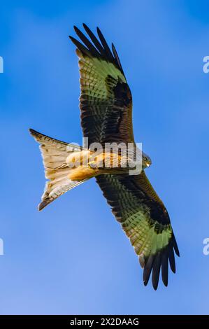 Sieversdorf, Deutschland. April 2024. Ein roter Drachen (Milvus milvus). Quelle: Patrick Pleul/dpa/Alamy Live News Stockfoto