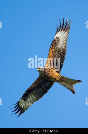 Sieversdorf, Deutschland. April 2024. Ein roter Drachen (Milvus milvus). Quelle: Patrick Pleul/dpa/Alamy Live News Stockfoto