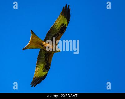 Sieversdorf, Deutschland. April 2024. Ein roter Drachen (Milvus milvus). Quelle: Patrick Pleul/dpa/Alamy Live News Stockfoto