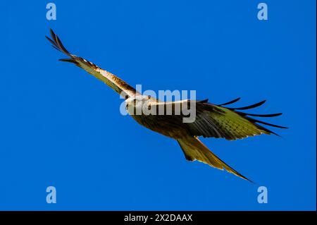 Sieversdorf, Deutschland. April 2024. Ein roter Drachen (Milvus milvus). Quelle: Patrick Pleul/dpa/Alamy Live News Stockfoto