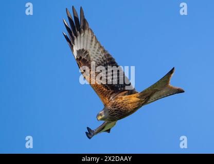 Sieversdorf, Deutschland. April 2024. Ein roter Drachen (Milvus milvus). Quelle: Patrick Pleul/dpa/Alamy Live News Stockfoto