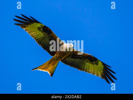 Sieversdorf, Deutschland. April 2024. Ein roter Drachen (Milvus milvus). Quelle: Patrick Pleul/dpa/Alamy Live News Stockfoto