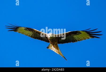 Sieversdorf, Deutschland. April 2024. Ein roter Drachen (Milvus milvus). Quelle: Patrick Pleul/dpa/Alamy Live News Stockfoto