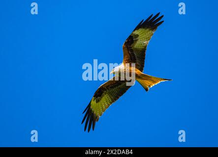 Sieversdorf, Deutschland. April 2024. Ein roter Drachen (Milvus milvus). Quelle: Patrick Pleul/dpa/Alamy Live News Stockfoto