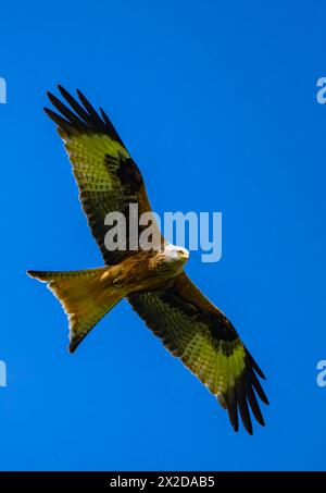 Sieversdorf, Deutschland. April 2024. Ein roter Drachen (Milvus milvus). Quelle: Patrick Pleul/dpa/Alamy Live News Stockfoto