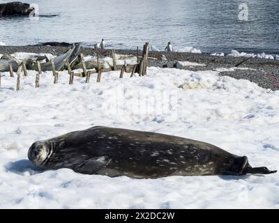 Sleeping Weddell Seehunde (Leptonychotes weddellii) auf Eis, D’Hainaut Island, Mikkelsen Harbour, Trinity Island, Palmer Archipel, Antarktis Stockfoto
