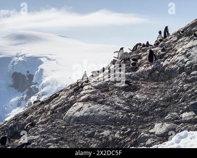 Gentoo-Pinguine (Pygoscelis papua) D’Hainaut Island, Mikkelsen Harbour, Trinity Island, Palmer Archipel, Antarktis Stockfoto