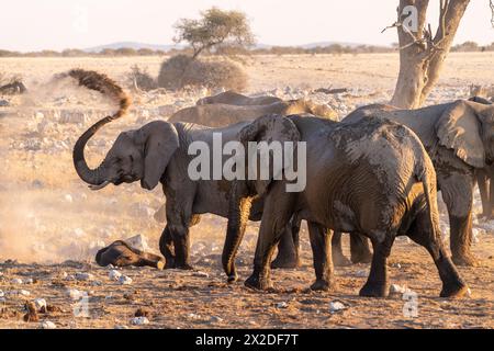 Eine Gruppe von Elefanten, die sich nach einem Bad in einem Wasserloch mit Schmutz bedecken. Etosha-Nationalpark, Namibia. Stockfoto