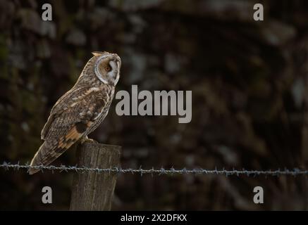 Eine wilde Langohr-Eule (Asio otus), die auf einem hölzernen Zaunpfosten in Nordengland thront Stockfoto